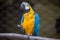 Blue Gold Macaw bird having food at a bird sanctuary in India.