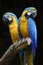 Blue and gold macaw birds are perching on log over black background