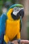Blue and Gold Macaw, Brazil, South America