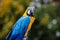 Blue and gold macaw close up of face and head