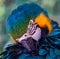 Blue and gold macaw closeup