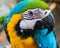 Blue & Gold Macaw closeup