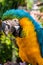 Blue & Gold Macaw closeup