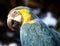 Blue and gold macaw closeup