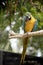 the blue and gold macaw is eating a nut