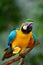 Blue and Gold Macaw eats orange