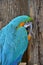 Blue and Gold Macaw facing to right