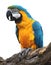 Blue and gold Macaw isolated