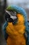 Blue and Gold Macaw Parrot.