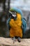 Blue and Gold Macaw Parrot.