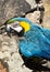 Blue and Gold Macaw Parrot