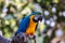 Blue and Gold Macaw Parrot