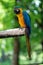 Blue and Gold Macaw Parrot