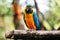 Blue and Gold Macaw Parrot