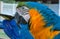 Blue-gold macaw parrot big beak