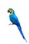 Blue and gold macaw parrot bird with details feathers of head wi