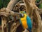 The blue and gold macaw parrot, is a large South American parrot with blue top parts and yellow under parts perching on a tree.