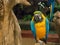 The blue and gold macaw parrot, is a large South American parrot with blue top parts and yellow under parts perching on a tree.