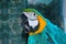 Blue and Gold Macaw Parrot screaming