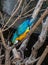 Blue and gold Macaw Parrot upside down!