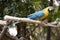 the blue and gold macaw is on a perch