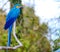 Blue and gold macaw perched on branch