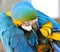 Blue and Gold Macaw Preening