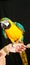Blue-gold macaw rescued parrot