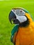 Blue, gold macaw rescued parrot