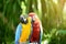 Blue - Gold Macaw and Scarlet Macaw parrot.