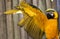 Blue Gold Macaw Stretching Yellow Wing