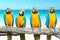 Blue and Gold Macaw on tropical beautiful beach and sea