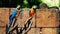 Blue-and-Gold Macaws