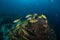 Blue and gold snapper, lutjanus viridis, Malpelo Island