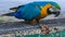 Blue-gold yellow feathers big macaw parrot