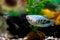 Blue gourami and blue neons in a home decorative aquarium