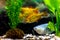 Blue gourami and schuberti barbs in a decorative aquarium