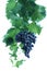 Blue grape cluster with leaves and vine