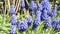 Blue grape hyacinth blossom in springtime. wild solitary bee Osmia bicornis feeding