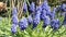 Blue grape hyacinth blossom in springtime. wild solitary bee Osmia bicornis feeding