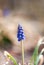 Blue Grape Hyacinth Buds