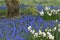 Blue grape hyacinth field with white lent lilies