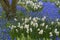 Blue grape hyacinth field with white lent lilies