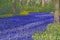 Blue grape hyacinth field with yellow lent lilies