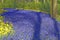 Blue grape hyacinth field with yellow lent lilies