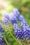 Blue grape hyacinth flowers blooming on sunny meadow