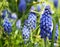 Blue Grape hyacinth flowers on the meadow in early spring.Blooming Muscari armeniacum.Springtime concept.Floral background.