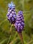 Blue grape hyacinth in the garden, fresh green grass