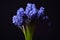 Blue Grape Hyacinth, Muscari armeniacum flowers with strong cont