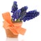 Blue grape Hyacinths